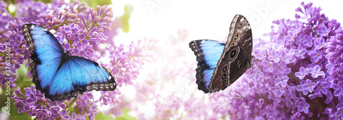 Amazing common morpho butterflies on lilac flowers in garden, banner design