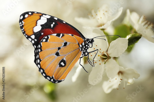 Beautiful plain tiger butterfly on blossoming tree branch, closeup © New Africa