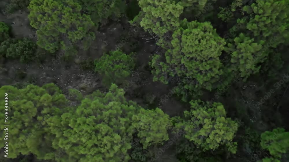 Aerial view of forest moving upwards Aerial view of forest moving upwards