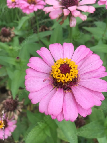 Purple flower focus  Blur background