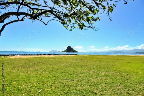 tree on the hill