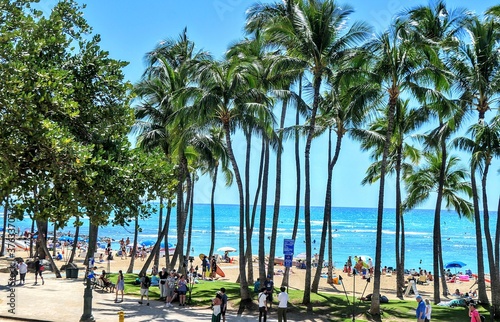 palm trees on the beach