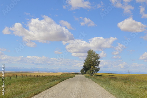 Photos A late summer rural landscape image looking at a grove of trees along the edge of the gravel road