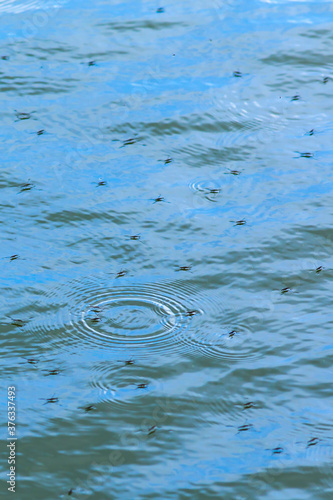 Viele Wasserläufer auf Wasser mit Spiegelung des blauen Himmels im Hochformat mit Wasserringen photo