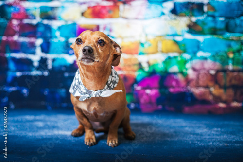Happy Dog In Bandana On Rainbow Brick Backdrop