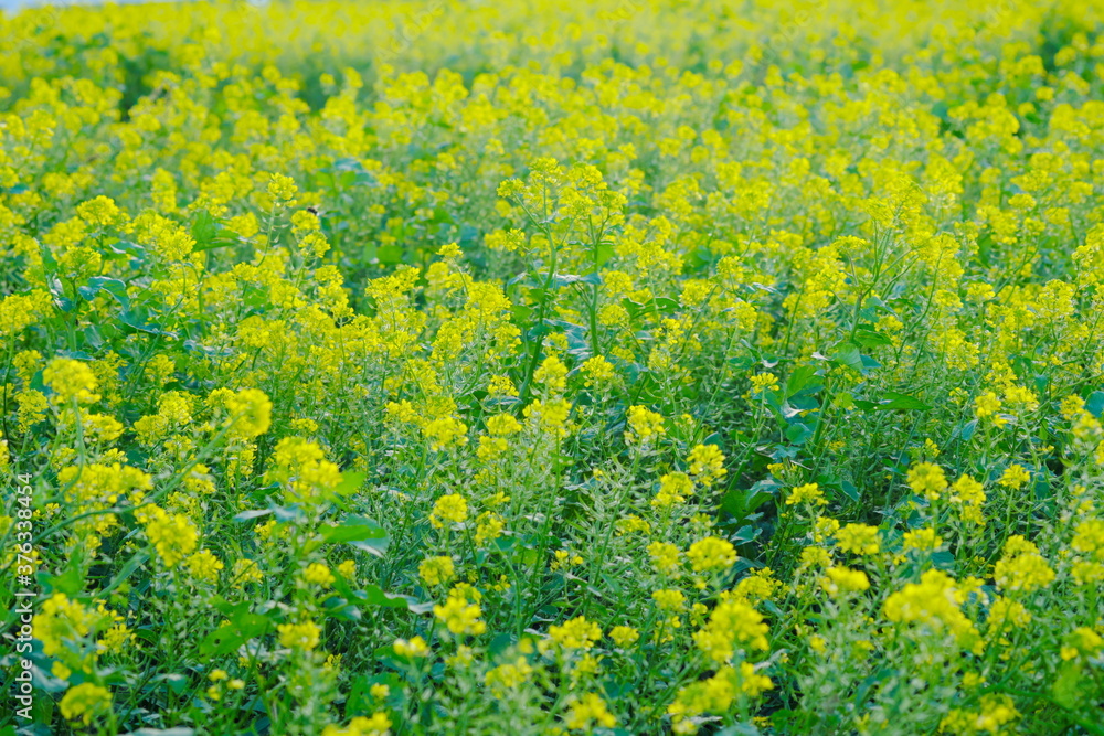 丘の上で咲く美しい黄色い花