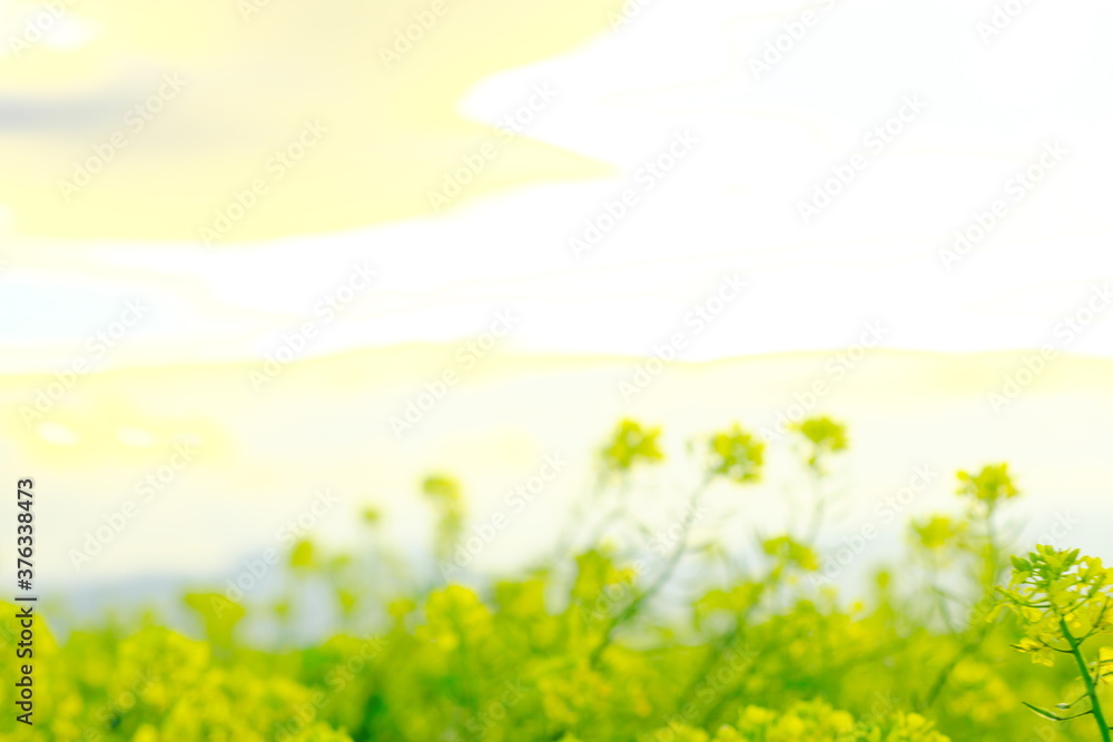 Obraz premium 丘の上で咲く美しい黄色い花