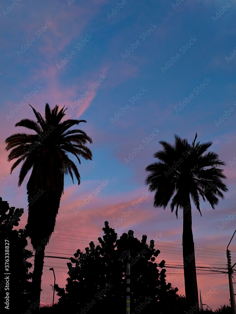 Obraz premium palm trees at sunset