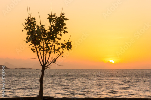 Tree at sunrise Koh Lanta, Krabi, Thailand