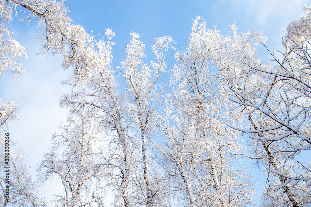 Tree branches covered with white fluffy snow close up detail top view, winter in forest, bright blue sky background, seasonal weather card, beautiful nature from Siberia, Russia Tree branches covered with white fluffy snow close up detail top view, winter in forest, bright blue sky background, seasonal weather card, beautiful nature from Siberia, Russia