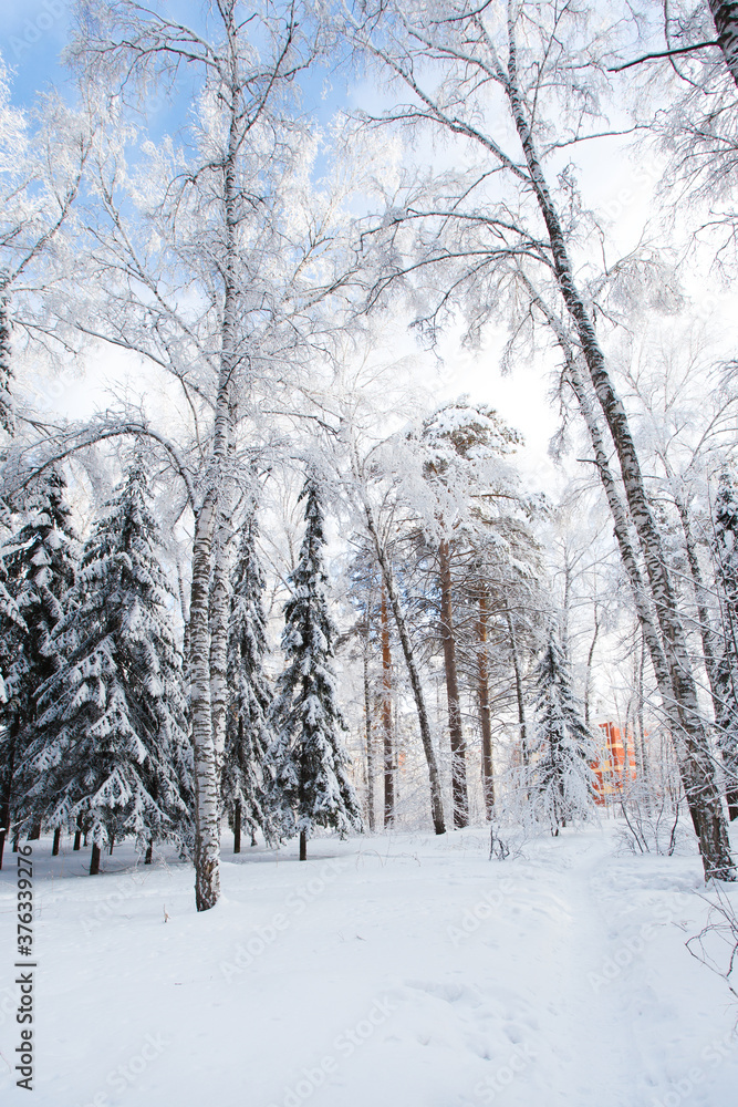 Fototapeta premium Tree branches covered with white fluffy snow, winter in forest, bright blue sky background, beautiful nature, seasonal landscape, Russia, Siberia, frosty sunny winter day card