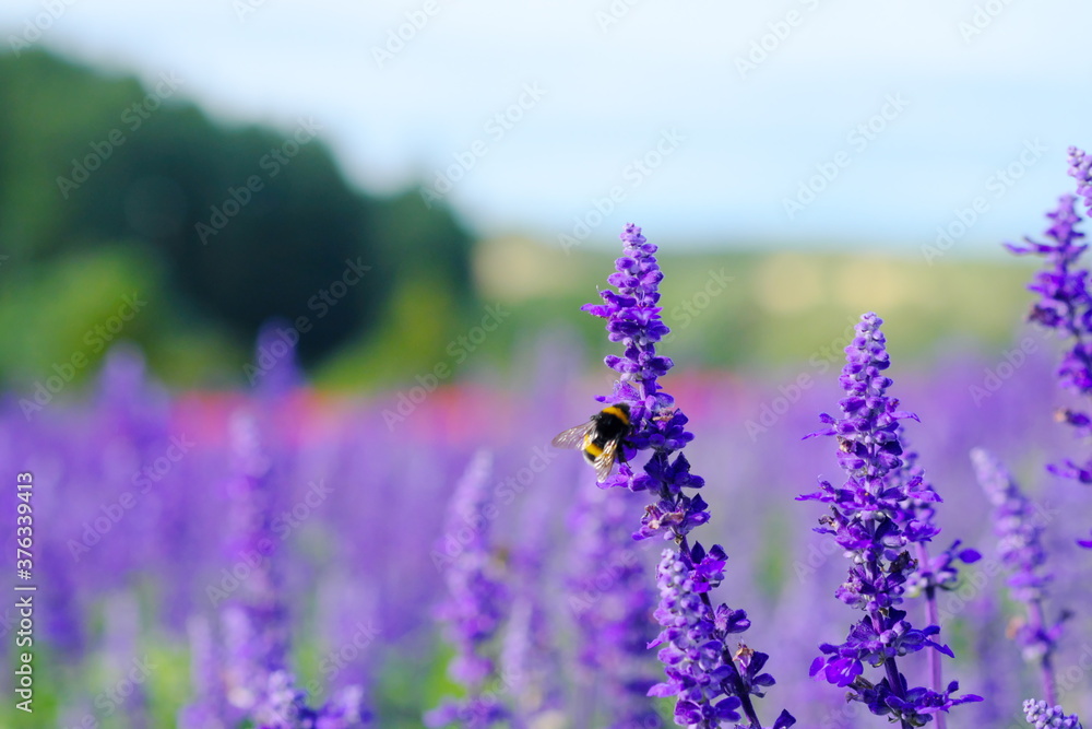 紫の花にとまる蜂