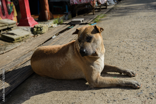 A reddish-brown dog  sleeping on the street  is lonely and pathetic.