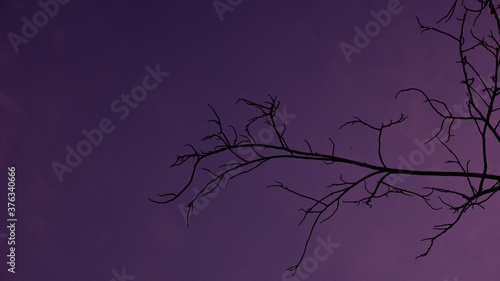 Tree branches with purple sky background