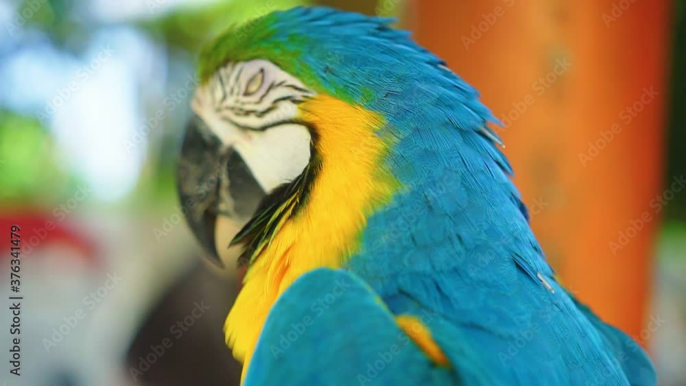 Close up of adorable blue and yellow Macaw parrot sitting on a branch, basking in the sun, covering his eyes, camera in motion. Ara ararauna, bird one of the most famous parrots of the world Close up of adorable blue and yellow Macaw parrot sitting on a branch, basking in the sun, covering his eyes, camera in motion. Ara ararauna, bird one of the most famous parrots of the world