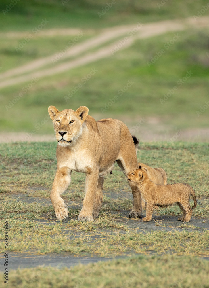 Vertical portrait of a lioness and her two cubs in Ndutu in Tanzania Vertical portrait of a lioness and her two cubs in Ndutu in Tanzania
