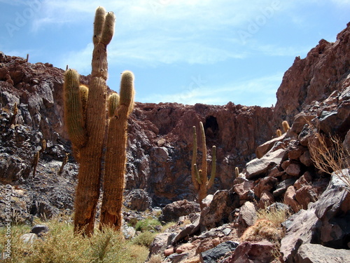 cactus in the atacama desert