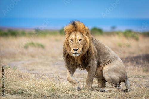 Fototapeta Naklejka Na Ścianę i Meble -  Beautiful male lion with flies on his face getting up in Masai Mara in Kenya