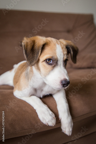 Puppy lying on the couch looking suspicious