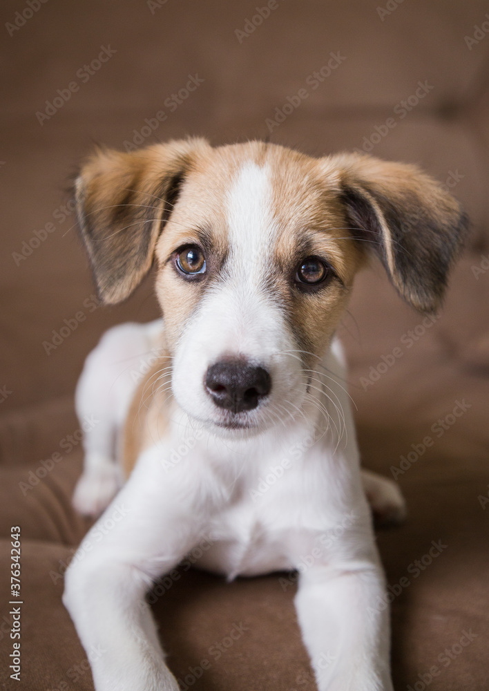 Puppy on a couch looking at the camera