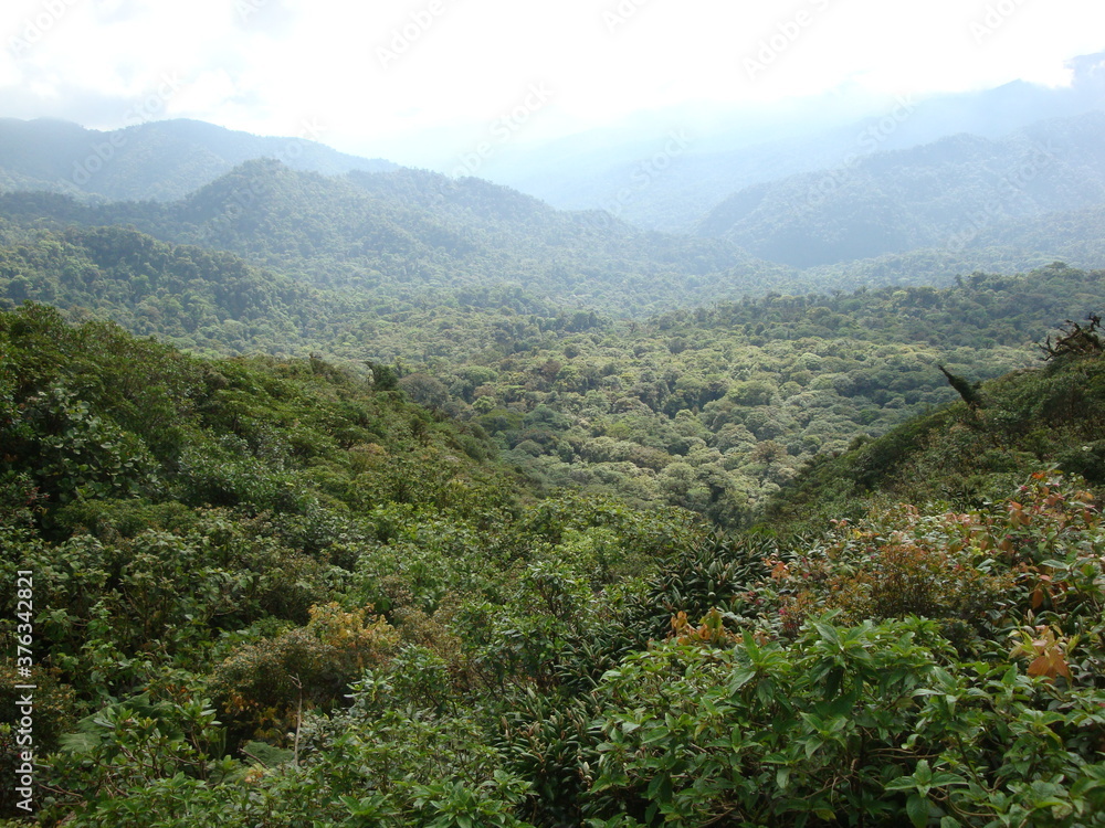 Naklejka premium rainforest mountains costa rica jungle