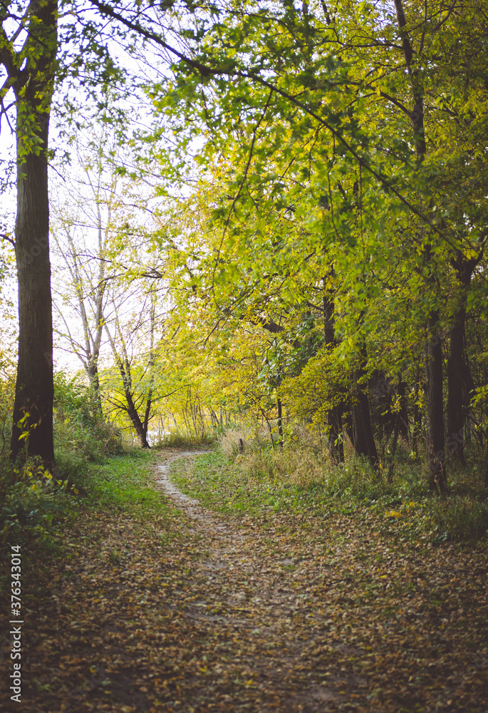 Fototapeta premium Walking Path in the Woods in Autumn