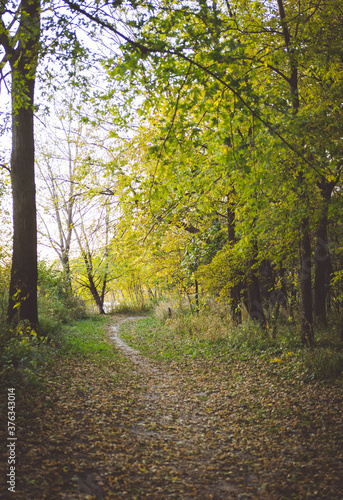 Walking Path in the Woods in Autumn