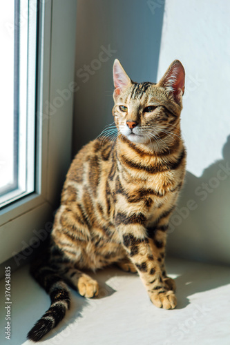 Cute golden bengal kitty cat sitting windowsill and relaxing.