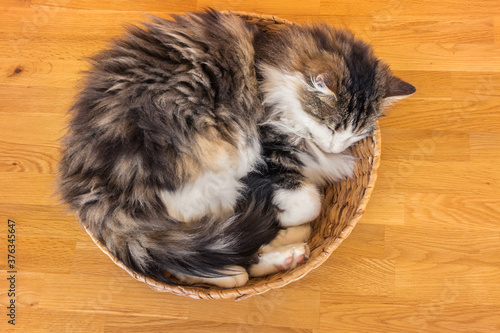 tabby cat lying curled up in a wicker basket on wooden table