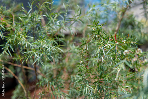 Wallpaper Mural 植物　ガーデニング　オージープランツ Torontodigital.ca