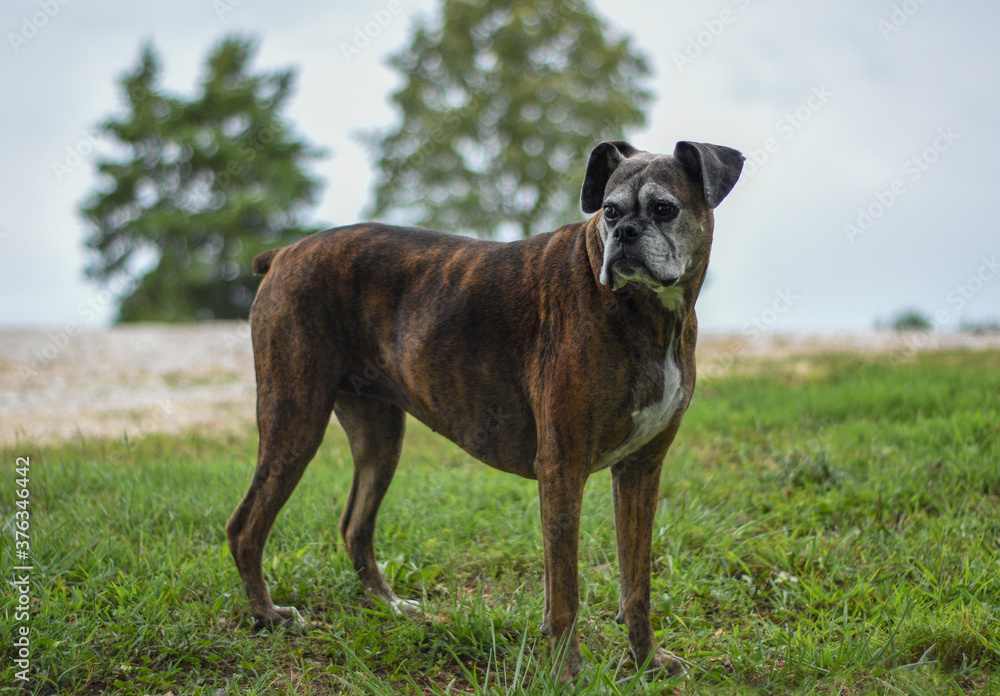 Old Brindle Boxer Dog Canine 