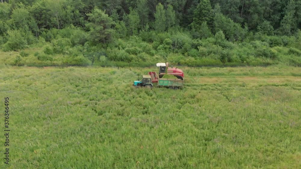 Aerial: forage harvester removes green grass for silage or haylage in a meadow against the background of a forest area. Mown hay is loaded into the tractor trailer. The concept of agribusiness Aerial: forage harvester removes green grass for silage or haylage in a meadow against the background of a forest area. Mown hay is loaded into the tractor trailer. The concept of agribusiness