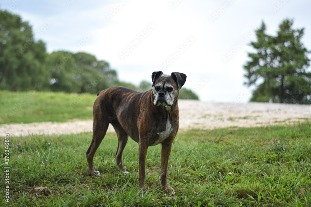 Old Brindle Boxer Canine Dog in Field 