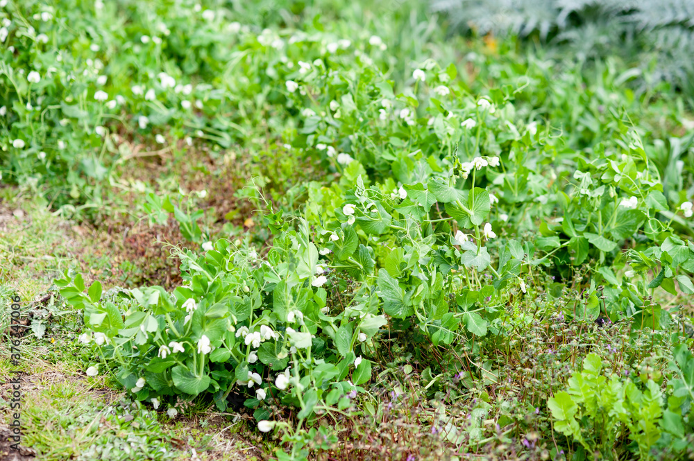 作物を植えた畑 作物を植えた畑