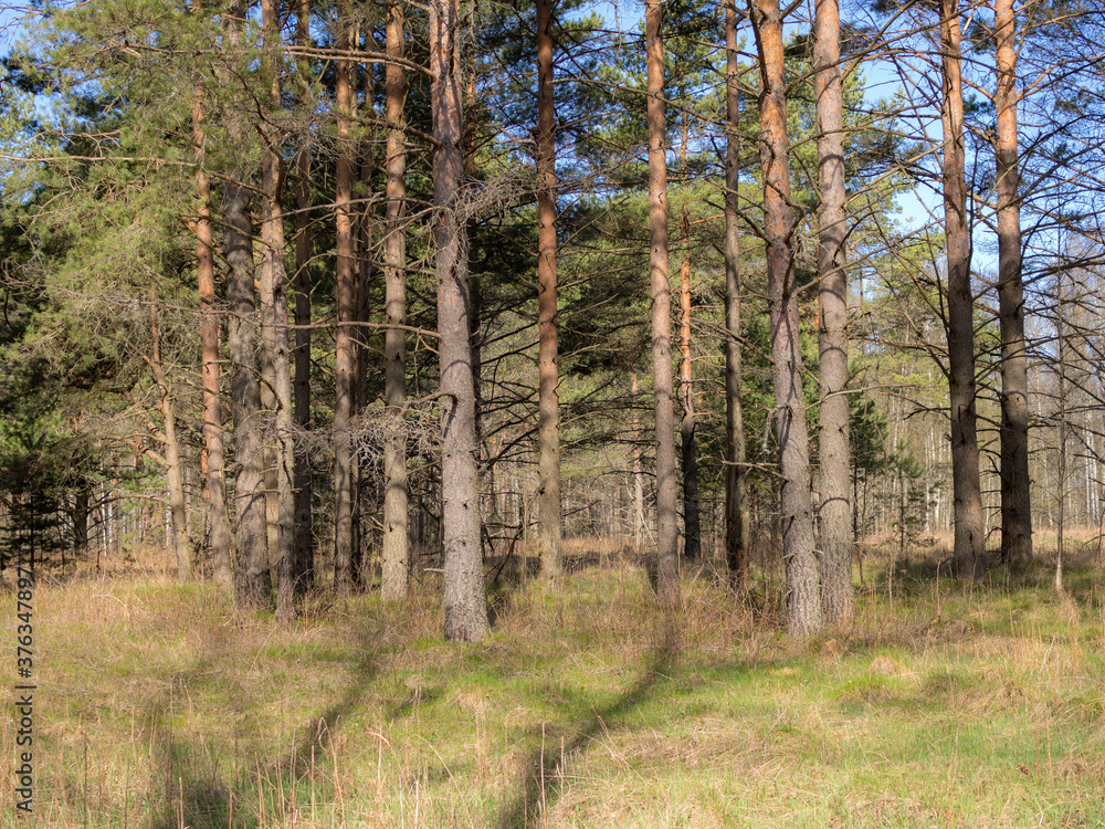 Fototapeta premium pine trees in the foreground