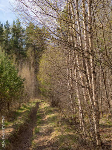 spring landscape in a mixed forest