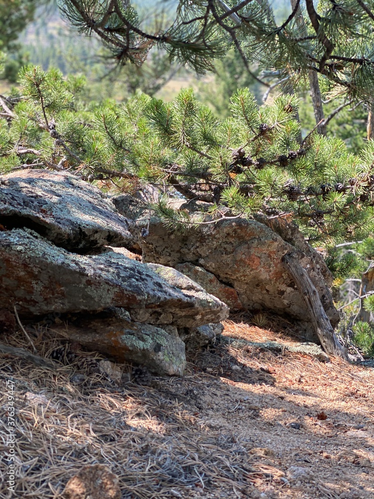 rocks in the woods rocks in the woods