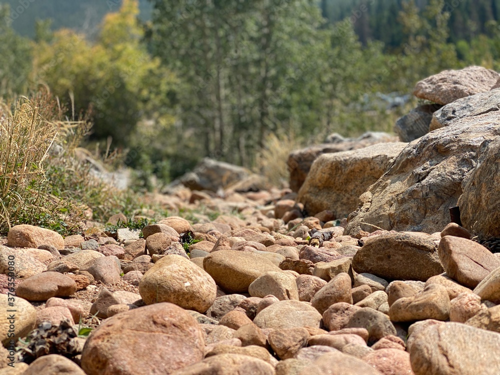 rocks in the forest rocks in the forest