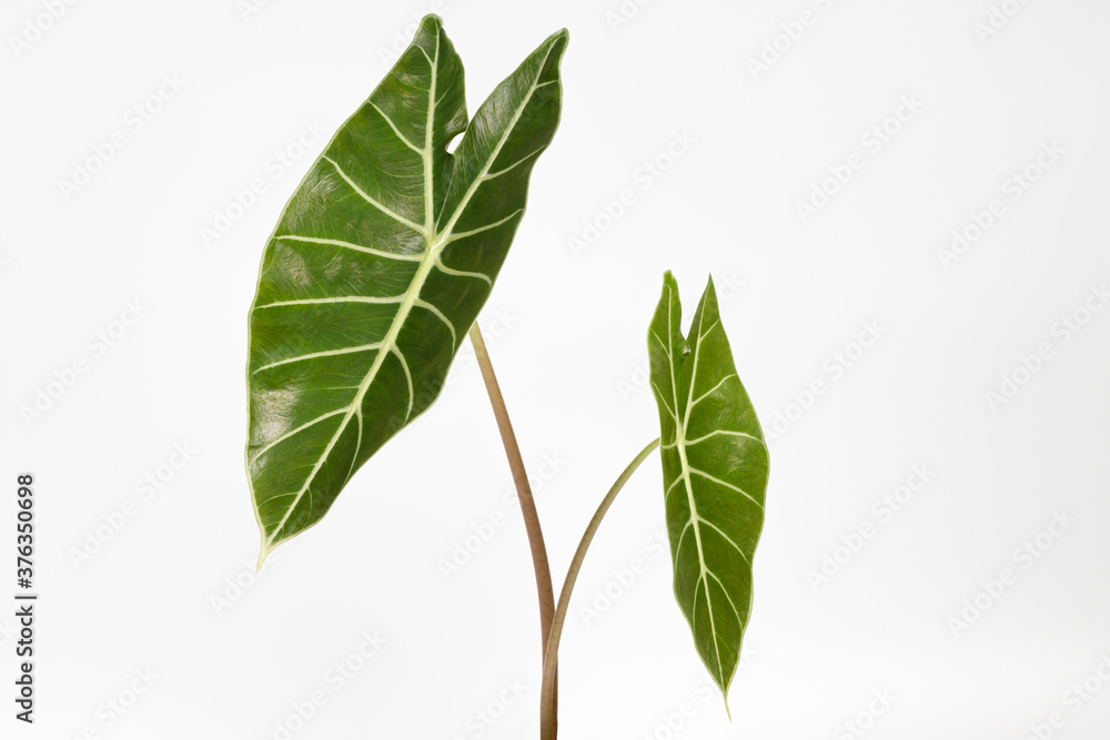 Alocasia longiloba leaves (Elephant ear). This is a exotic rainforest tropical plant of Southeast Asia close up shot on white background