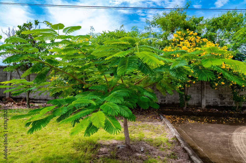 little tree in garden little tree in garden