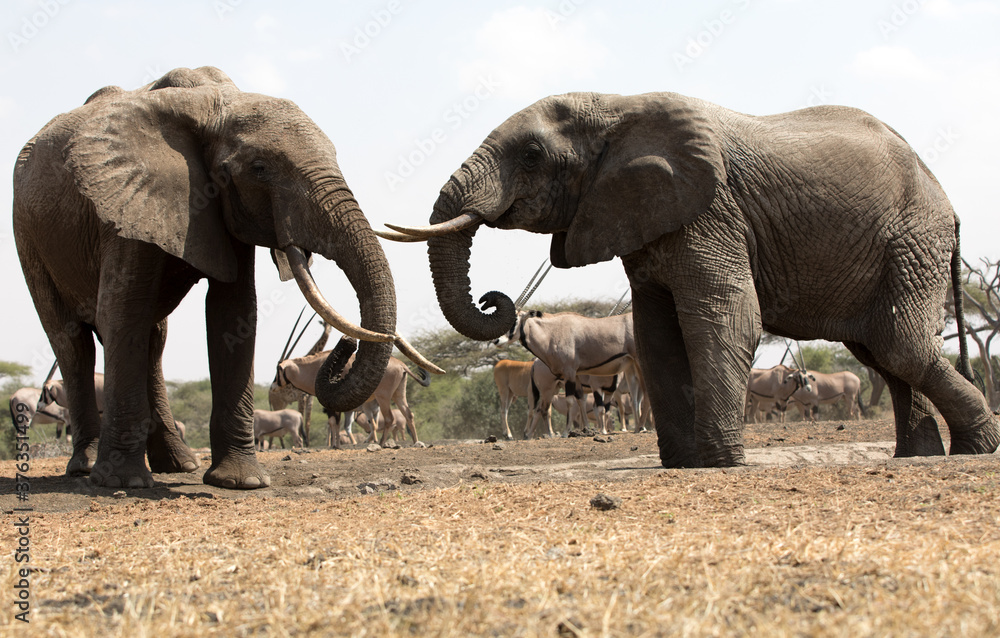 Fototapeta premium A close up of a two large Elephants (Loxodonta africana) in Kenya. 
