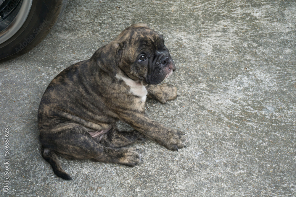 Obraz premium A Dog breed Pit bull and Bulldog