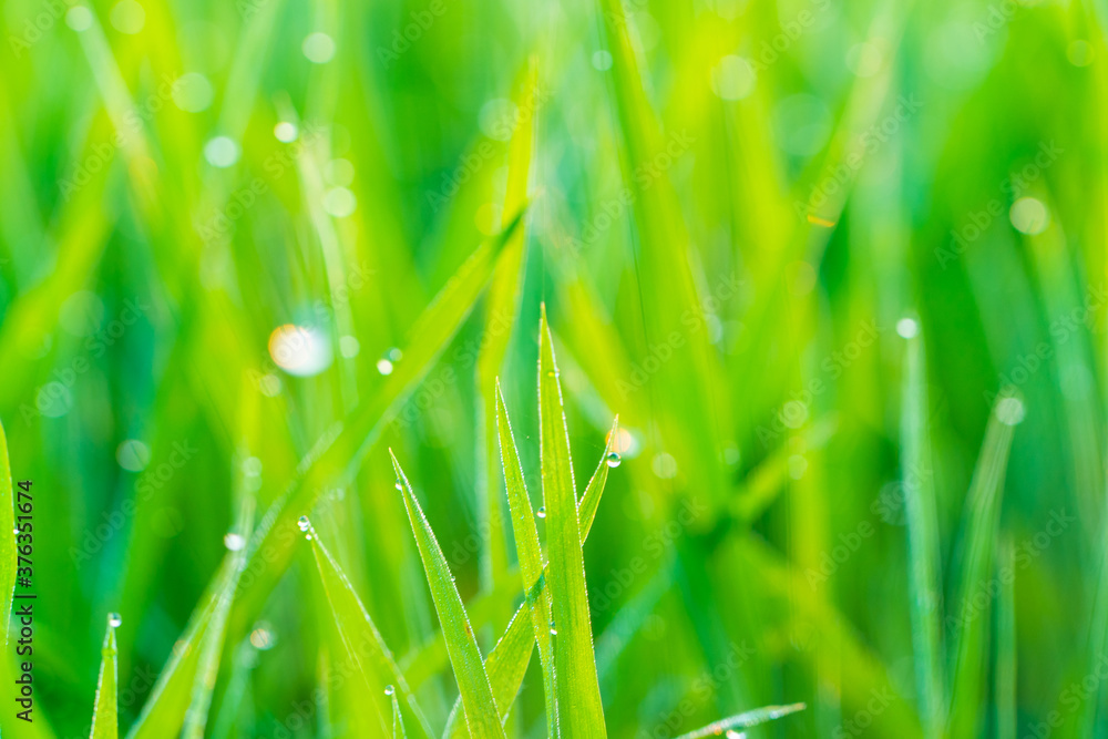 Green paddy rice field with dew drop morning scene Green paddy rice field with dew drop morning scene