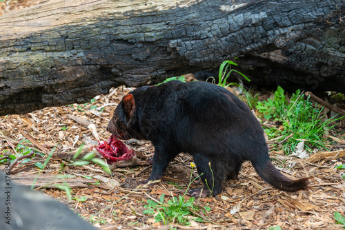 Tasmanian Devil photo