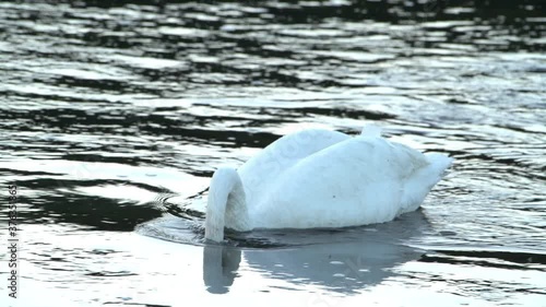 A trumpeter swan swims around and feed on tender water plants in Yellowstone National Park in Wyoming. photo