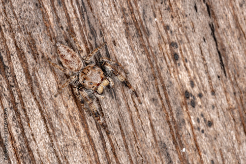 Male Jumping Spider of the Genus Metaphidippus photo