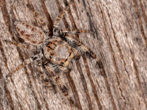 Male Jumping Spider of the Genus Metaphidippus photo