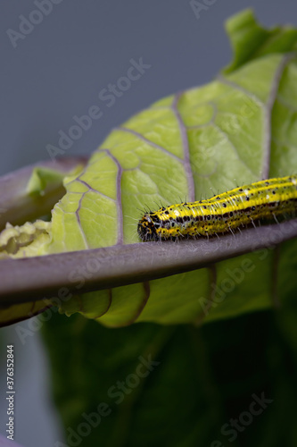 Great Southern White of the species Ascia monuste photo