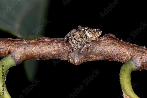 Male Jumping Spider of the Genus Metaphidippus photo