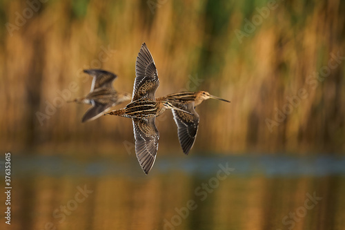 Common snipe (Gallinago gallinago)